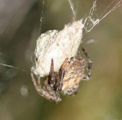 Cyrtophora citricola