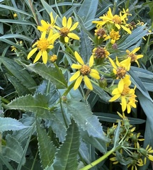 Senecio triangularis