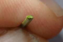 Xanthorrhoea johnsonii