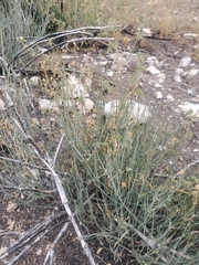Ephedra antisyphilitica