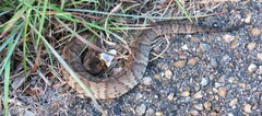 Agkistrodon piscivorus