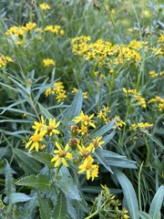 Senecio triangularis