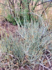Ephedra antisyphilitica