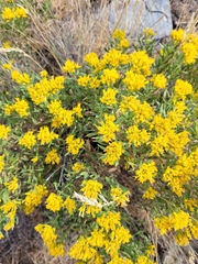 Chrysothamnus viscidiflorus