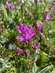 Epilobium obcordatum