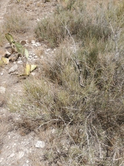 Ephedra antisyphilitica