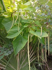 Catalpa