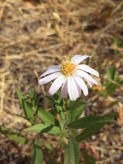 Symphyotrichum chilense