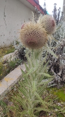 Cirsium nivale
