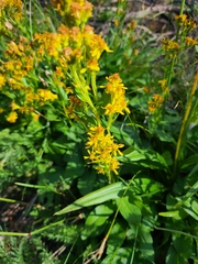Solidago multiradiata