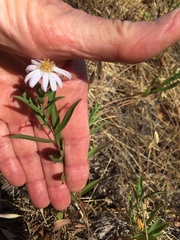 Symphyotrichum chilense