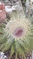 Cirsium nivale