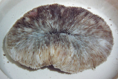 Lobactis scutaria