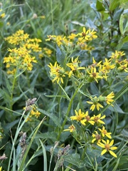 Senecio triangularis