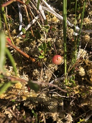 Vaccinium microcarpum