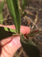 Symphyotrichum chilense