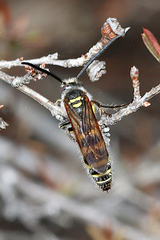Radumeris tasmaniensis