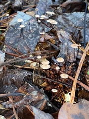 Marasmius capillaris
