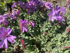 Epilobium obcordatum