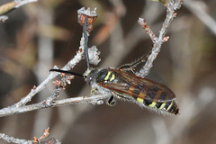 Radumeris tasmaniensis