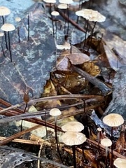 Marasmius capillaris