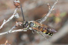 Radumeris tasmaniensis