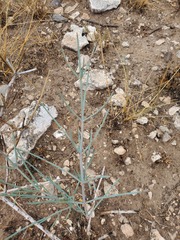 Ephedra antisyphilitica