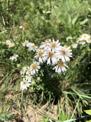 Symphyotrichum ericoides