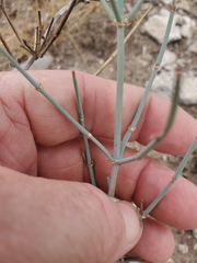 Ephedra antisyphilitica