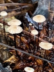 Marasmius capillaris