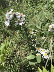 Symphyotrichum ericoides