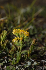 Solidago multiradiata