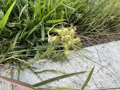 Cenchrus longispinus