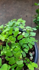 Adiantum philippense