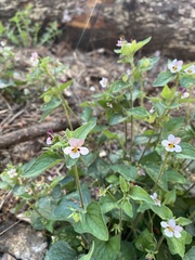 Viola ocellata