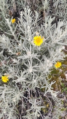 Senecio mairetianus