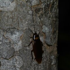 Periplaneta australasiae