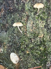 Mycena corticola