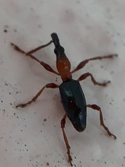 Cylas formicarius
