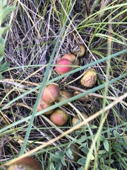Astragalus crassicarpus