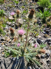 Cirsium scariosum