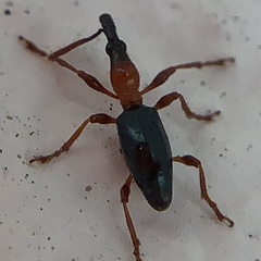 Cylas formicarius