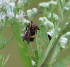 Carmenta pyralidiformis