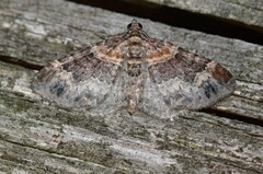 Xanthorhoe ferrugata