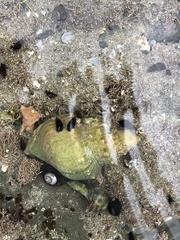Struthiolaria papulosa