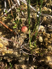 Vaccinium microcarpum