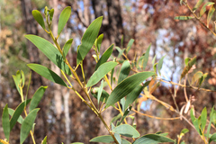 Acacia aulacocarpa