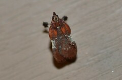 Galasa nigrinodis