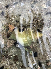 Struthiolaria papulosa