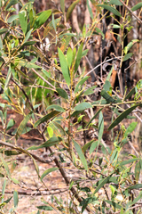 Acacia aulacocarpa